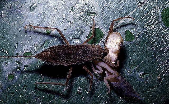 Блин, Никит, давай без засосов, а то мама наругает!