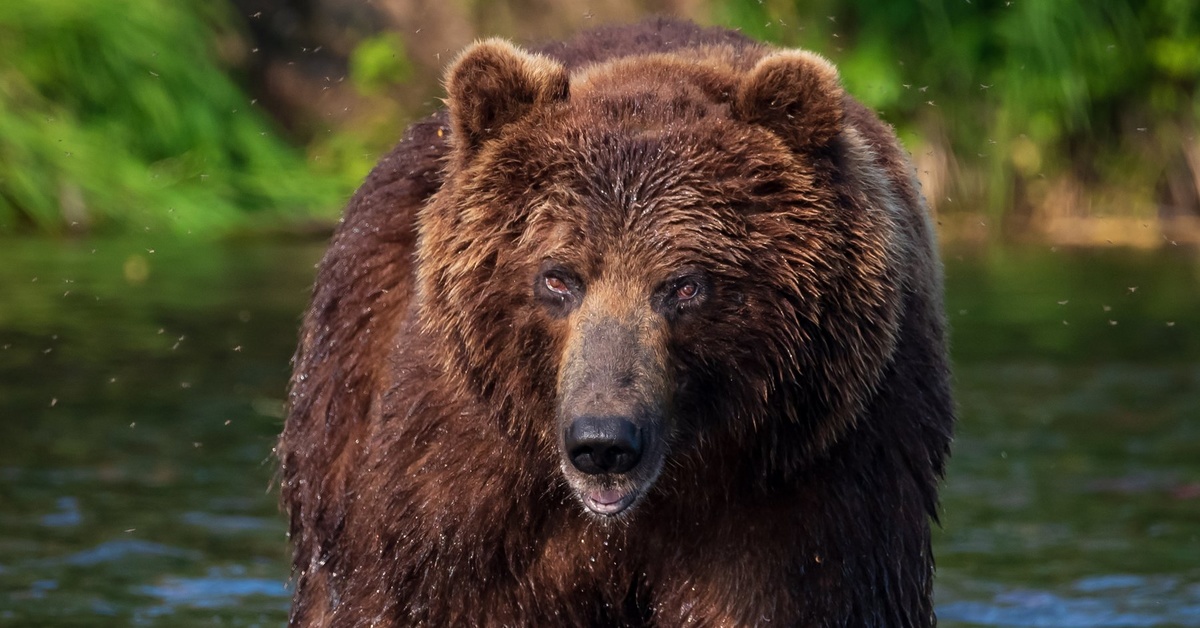 Описание фотографии камчатский бурый медведь. Бурый медведь Камчатки. Камчатский бурый медведь. Бурый медведь Камчатский медведь. Камчватскийбурый медведь.