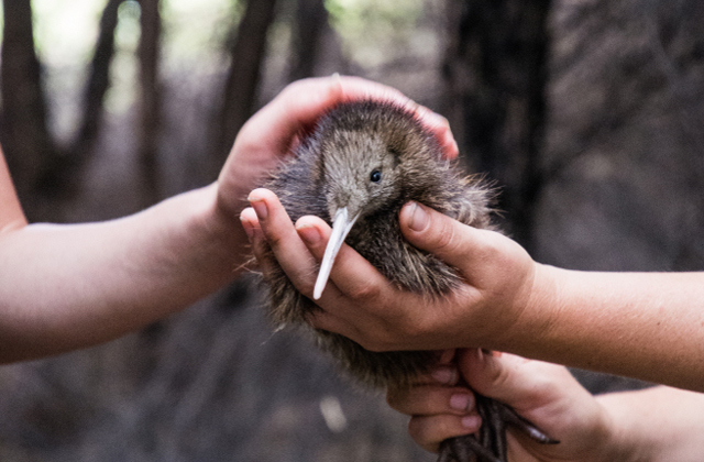 Животные Новой Зеландии Фото