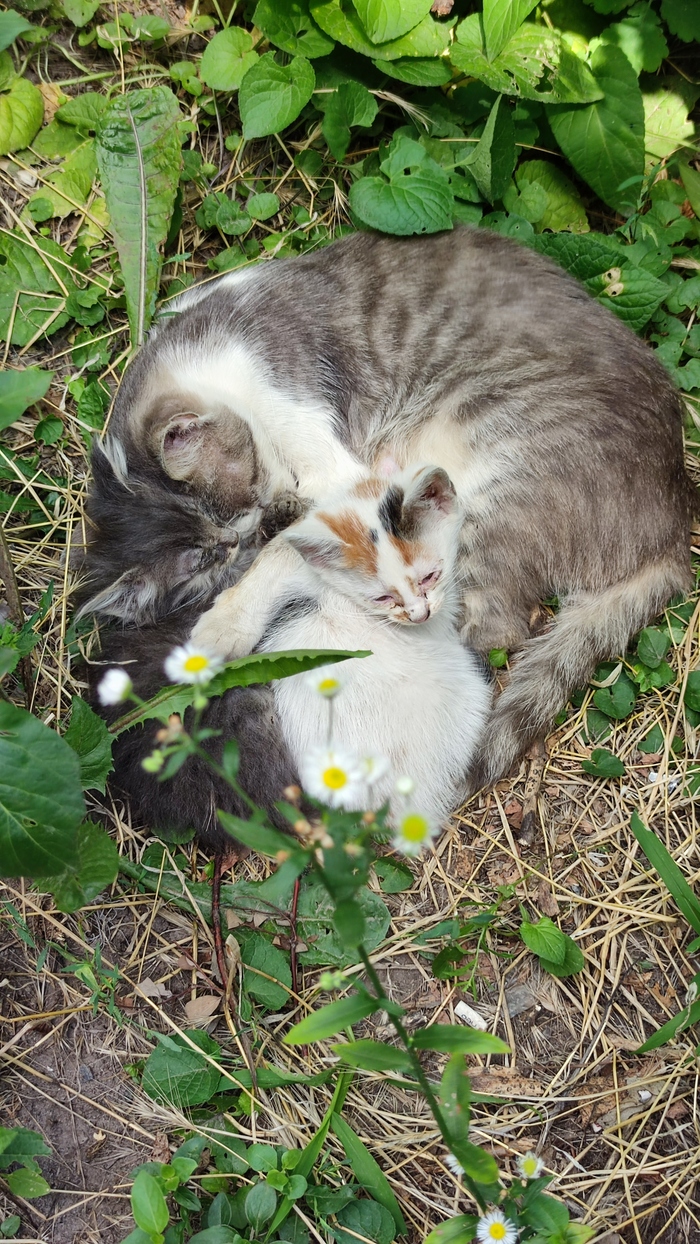 The Family , , 
