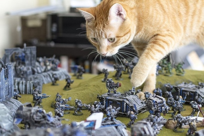 Флот-улей Барсик