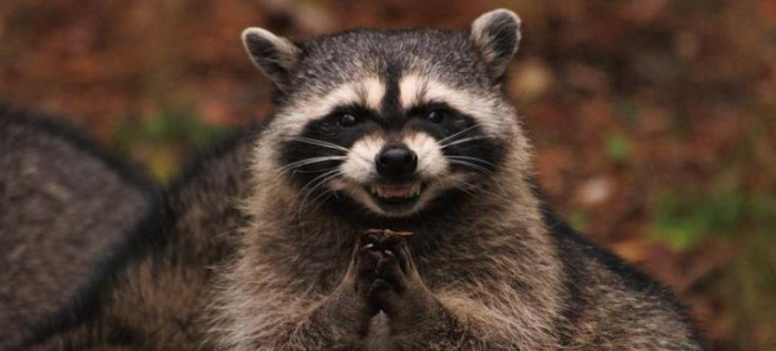 Животные атакуют пикабушников