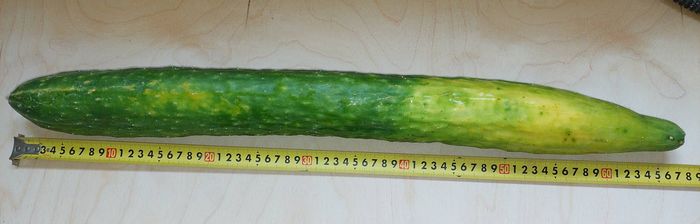 Ответ на пост «Огурец пикабушника»