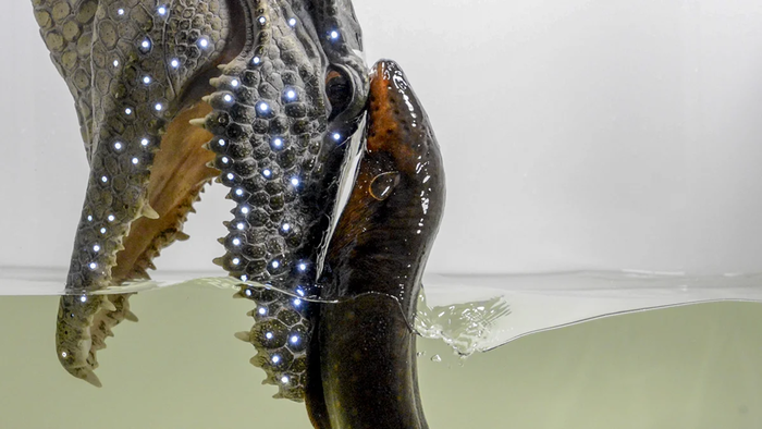 рыба гифка на белом фоне. Смотреть фото рыба гифка на белом фоне. Смотреть картинку рыба гифка на белом фоне. Картинка про рыба гифка на белом фоне. Фото рыба гифка на белом фоне рыба гифка на белом фоне. Смотреть фото рыба гифка на белом фоне. Смотреть картинку рыба гифка на белом фоне. Картинка про рыба гифка на белом фоне. Фото рыба гифка на белом фоне