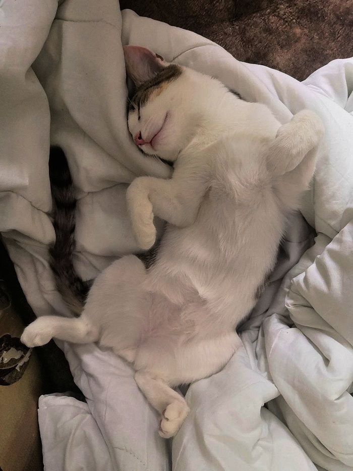 ������ ����)