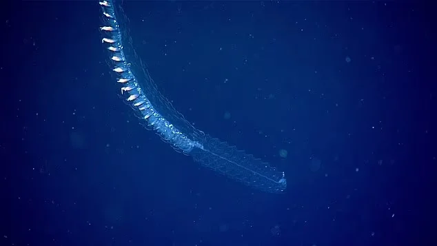 какое морское животное выпускает чернила