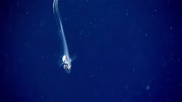 какое морское животное выпускает чернила