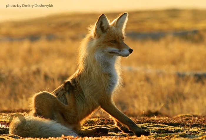 ��� � ������ ������ � ��������� ������� ��������� ���