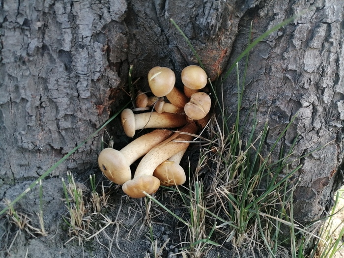 Опята прям чуть ли не в центре города