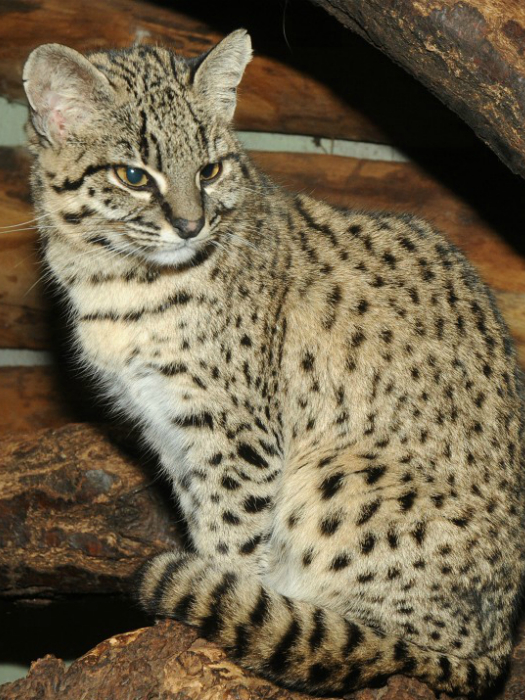 Девять уникальных диких кошек, обитающих в Южной Америке | Пикабу