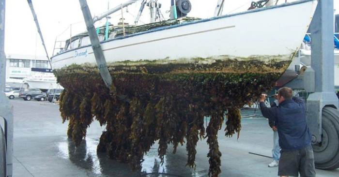 «Борода» у корабля: Как животные превращают морские суда в ржавый металлолом? Корабль, Судно, Минералы, Животные, Водоросли, Книга животных, Яндекс Дзен, Длиннопост «Борода» у корабля: Как животные превращают морские суда в ржавый металлолом? Корабль, Судно, Минералы, Животные, Водоросли, Книга животных, Яндекс Дзен, Длиннопост