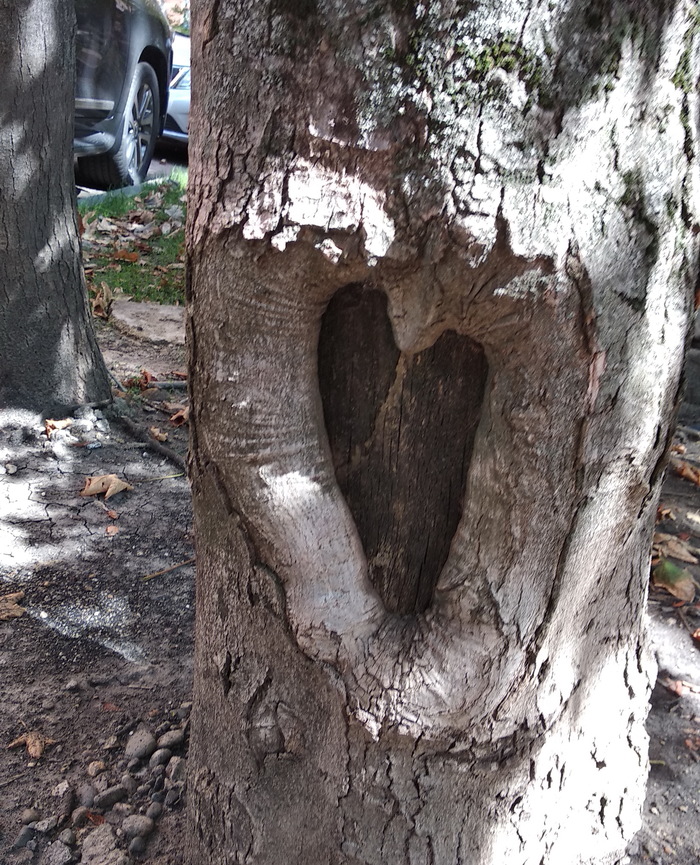 Люблю свой город Сердце, Рисунок на асфальте, Дерево, Город, Ставрополь, Длиннопост