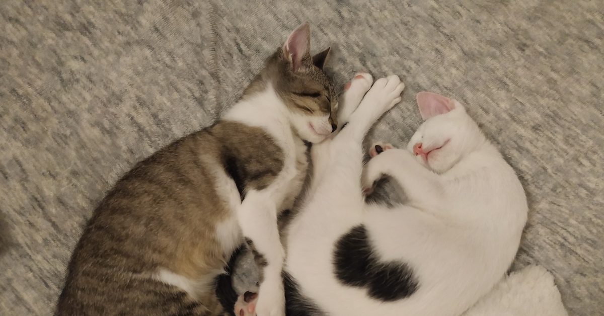 Спящий брат. Шлёпа кот детеныш. Синяя братишка кот и розовая сестричка кошечка. Русское брат лижет