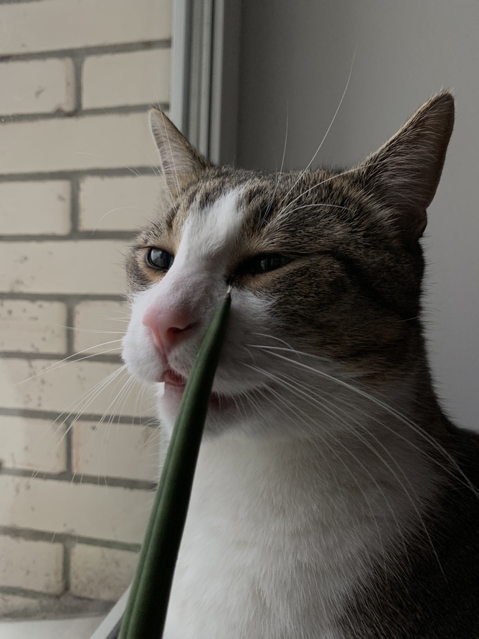 «Каджит не виноват»