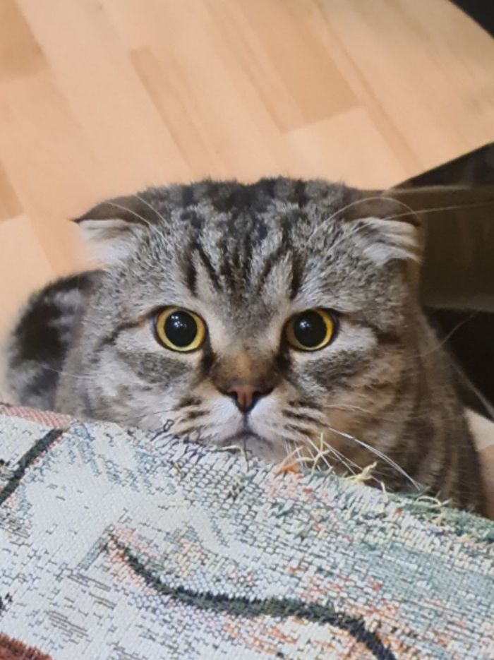 Эти глаза напротив