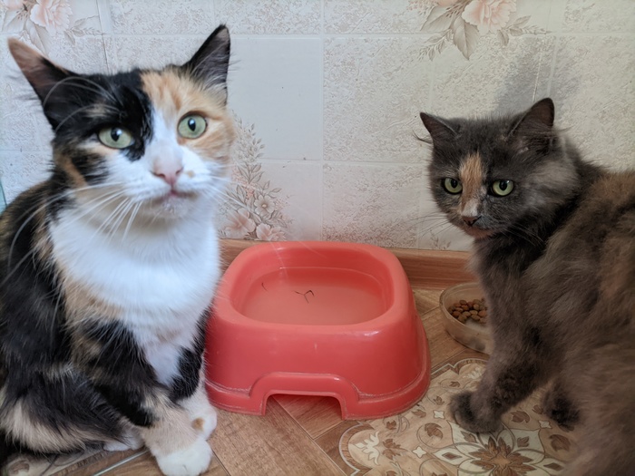 Мои две морды