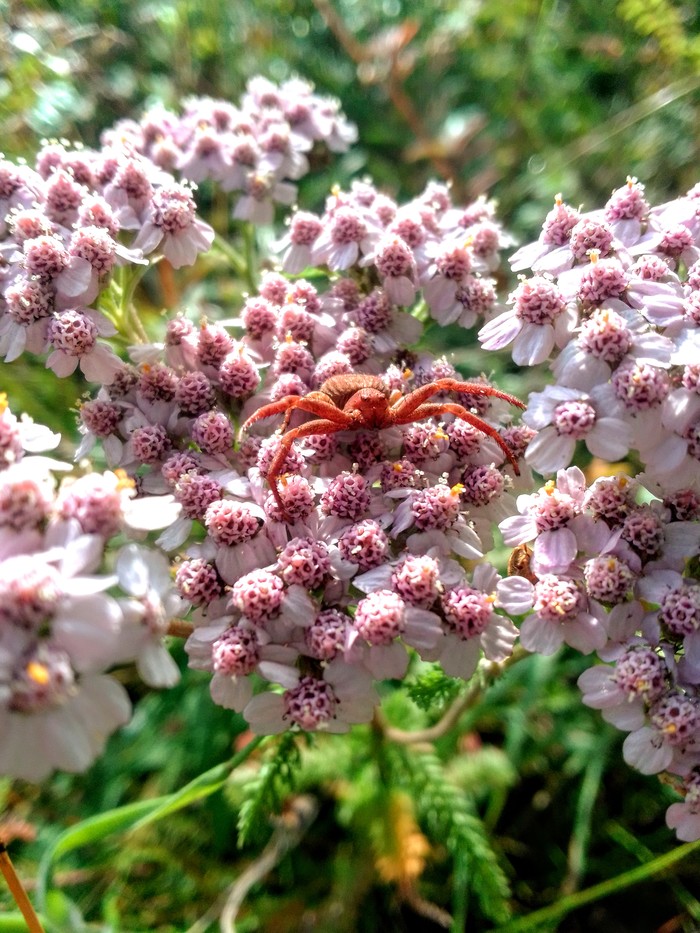 На страже нектара