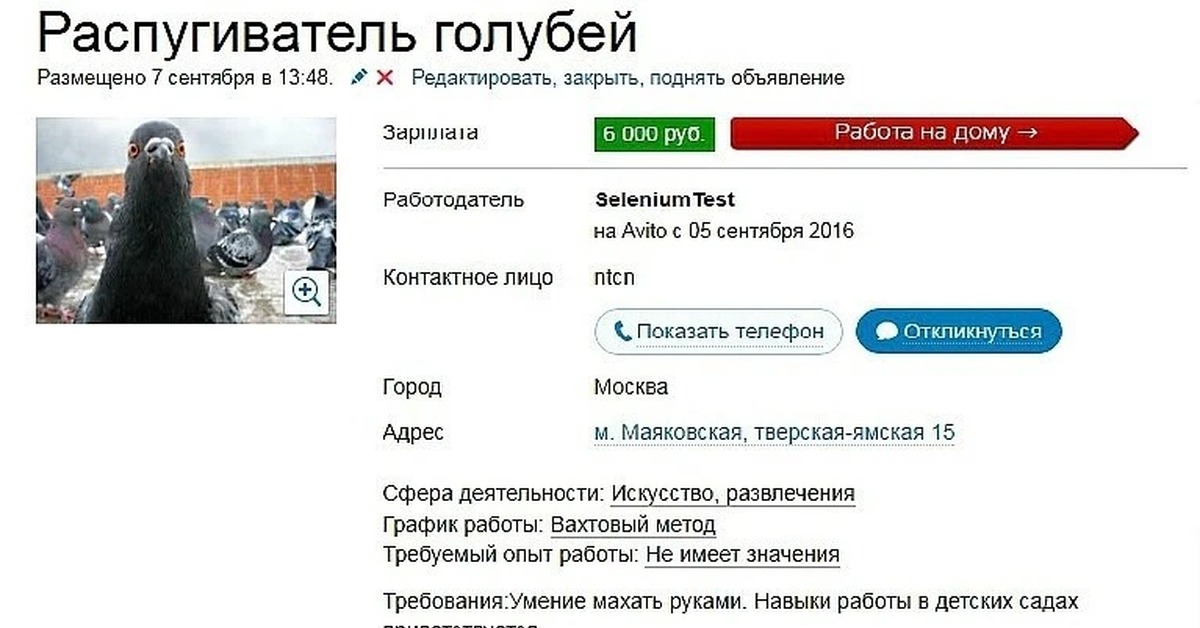 Авито требуется. Прикольные объявления ищу работу. Смешные объявления ищу работу. Смешные вакансии. Смешные объявления о работе.