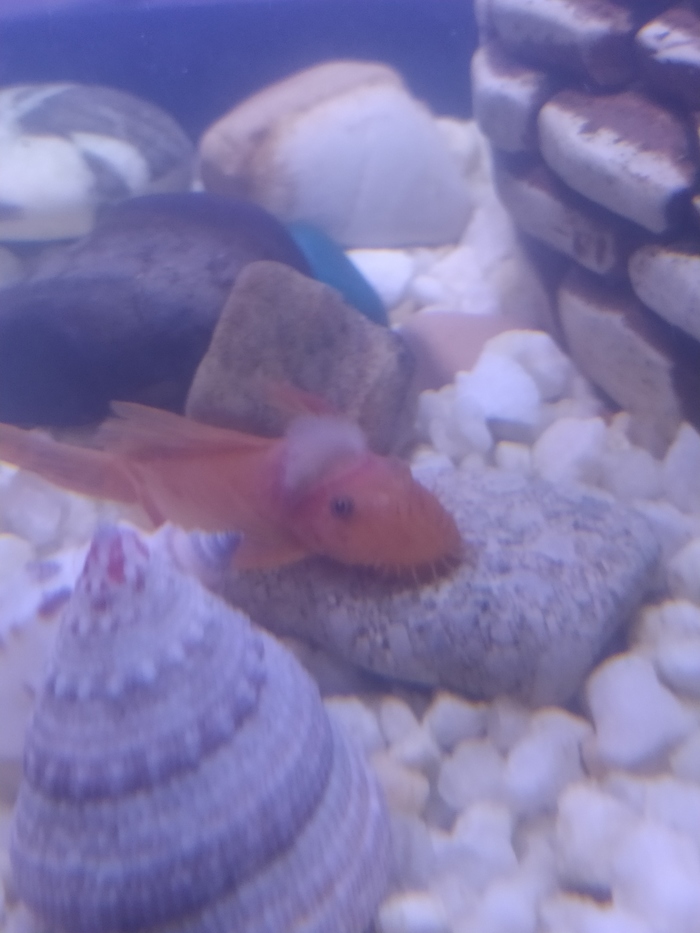 К лиге аквариумистов