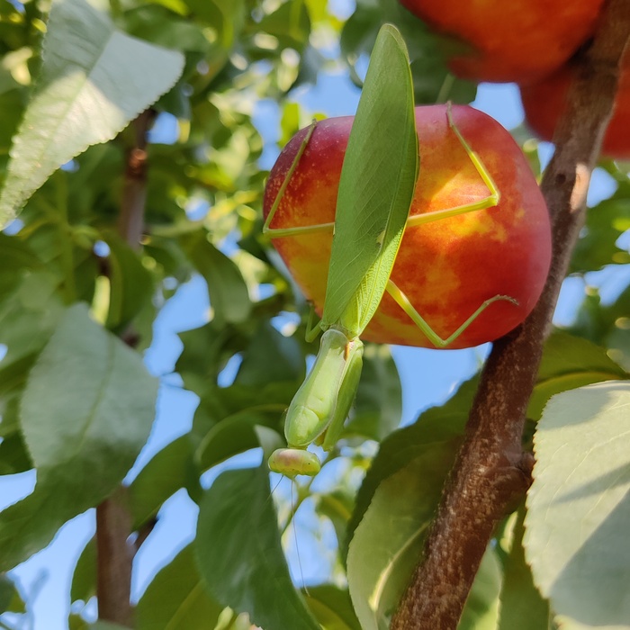 Богомол-красавец