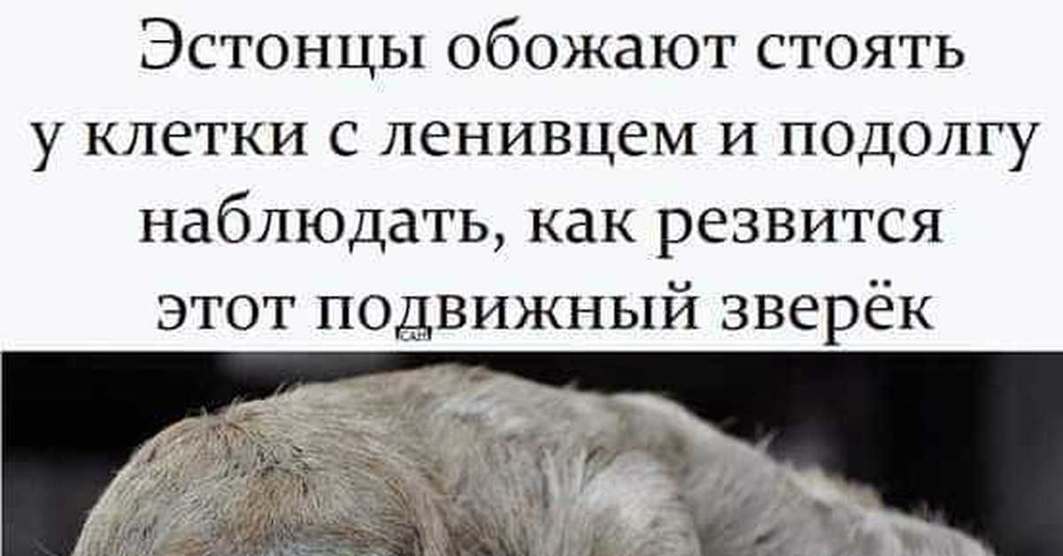 Подолгу. Анекдоты про ленивцев и эстонцев. Анекдоты про эстонцев. Эстонец Мем. Эстонцы могут долго стоять у клетки с ленивцем.