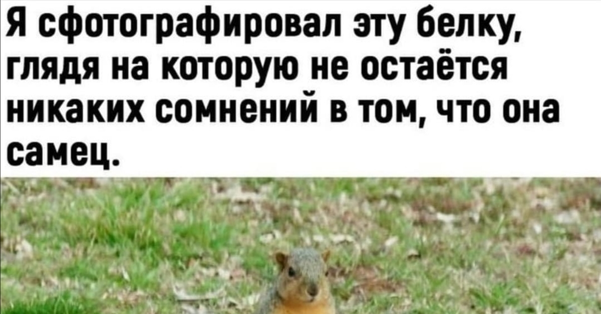 Анекдоты Про Лесных Зверей