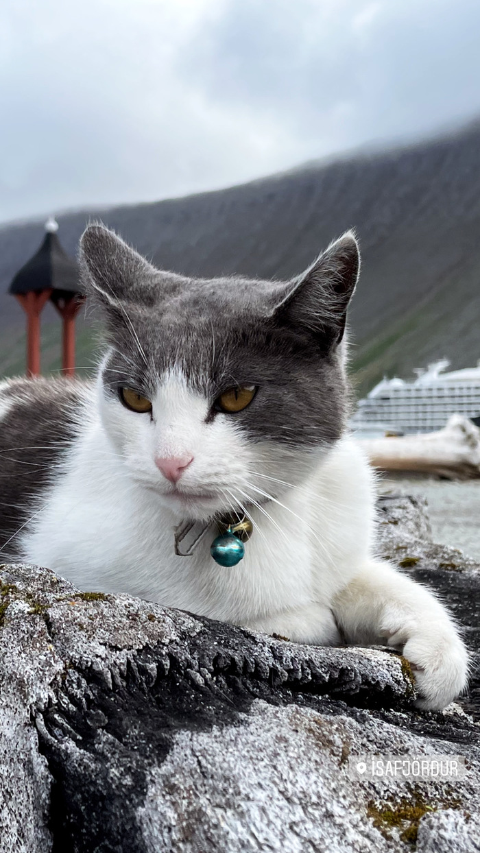 ������� ���������� ���