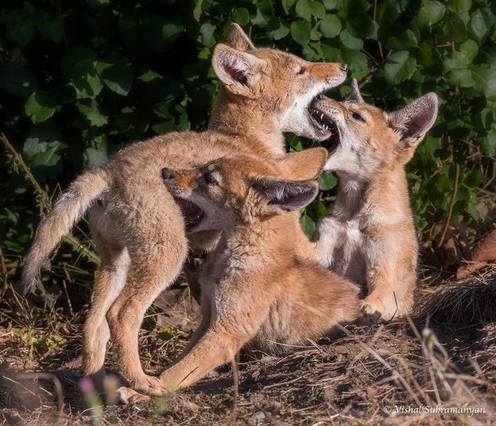 coyote pups playing