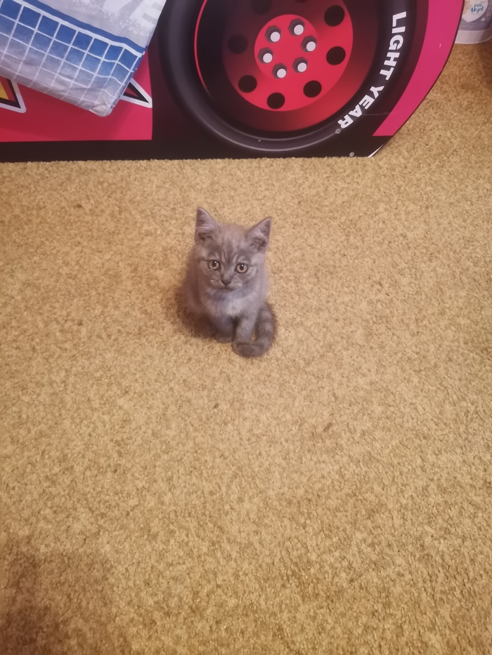 Вечерний гость