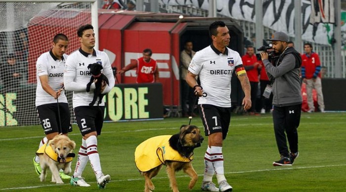 В Румынии футболисты перед матчами будут выходить на поле с бездомными собаками