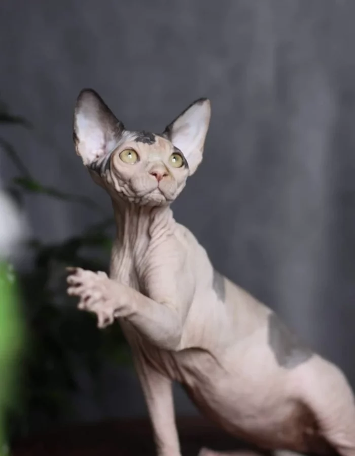 у сфинксов есть 5 пальцев. сфинкс в луганской области. сфинкс обнаружен в россии. надпись sphinx. сфинкс реставрация.