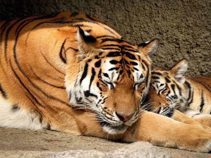 Маленький закончил тыгыдык и теперь можно поспать)