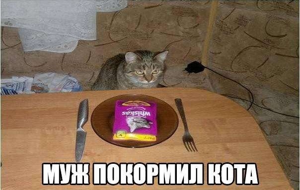 Муж покормил кота