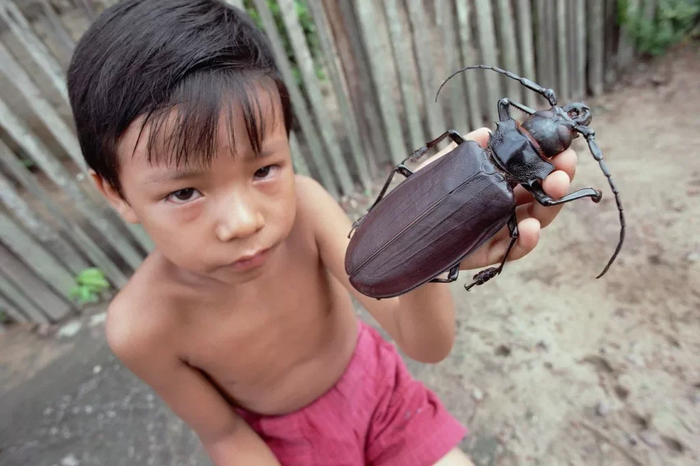 Дровосек-титан: Таинственный жук размером с человеческую ладонь. Люди готовы отдать за него сотни долларов. Почему? Насекомые, Жуки, Дровосек-Титан, Книга животных, Длиннопост