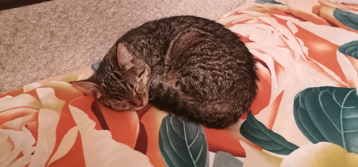 ����� ������ ������ ��������