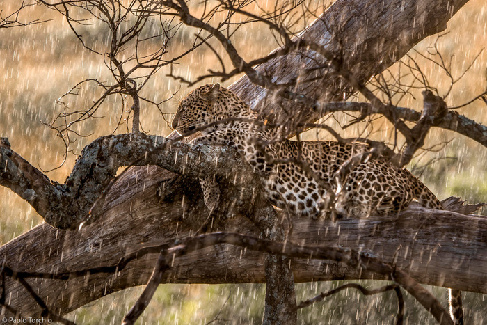 Самка леопарда осматривает равнины под дождём Леопард, Семейство кошачьих, Хищные животные, Дикие животные, Дикая природа, Африка, Кения, Масаи-мара, Заповедники и заказники, Фотография, Большие кошки