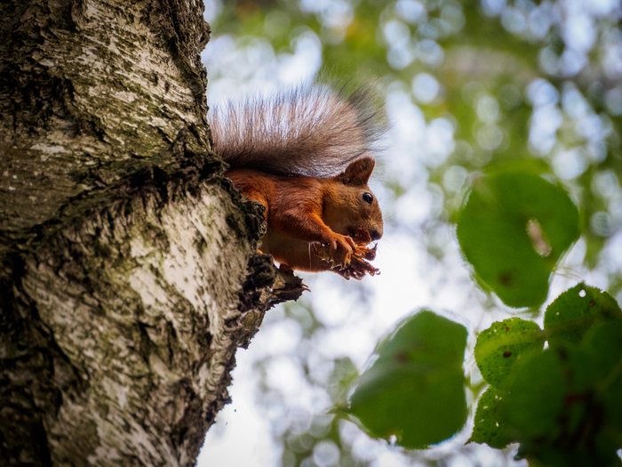 Что-то на дереве выросло