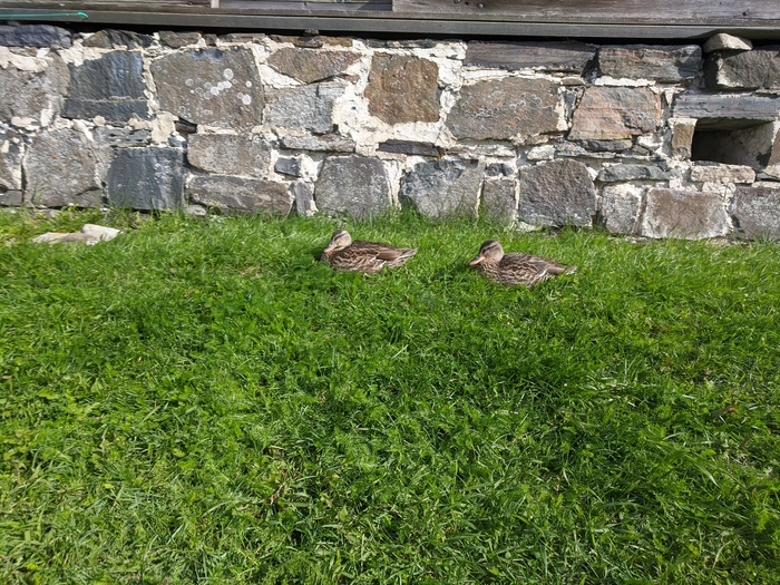 Кижи Кижи, Карелия, Длиннопост