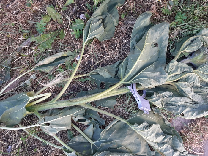 Ваша трава у нас в заложниках Наши требования миллион денег и вертолёт