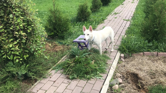 Пёс-контроль прополки