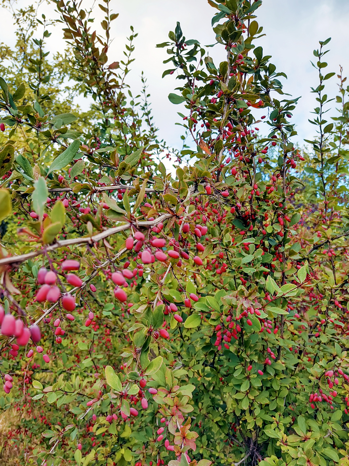 Сочных барбарисок вам в ленту