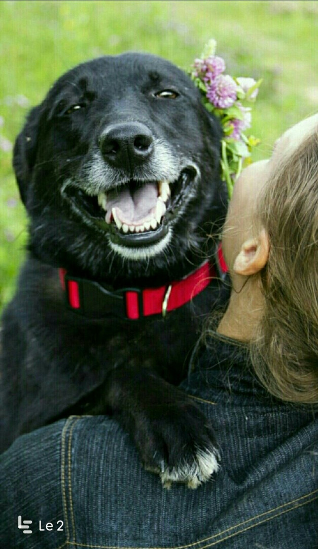 Собака-улыбака