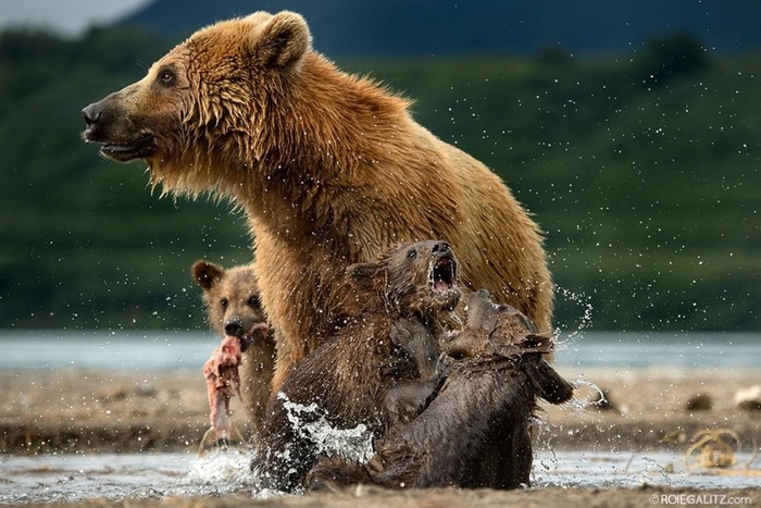 Многодетная мамочка и её детки