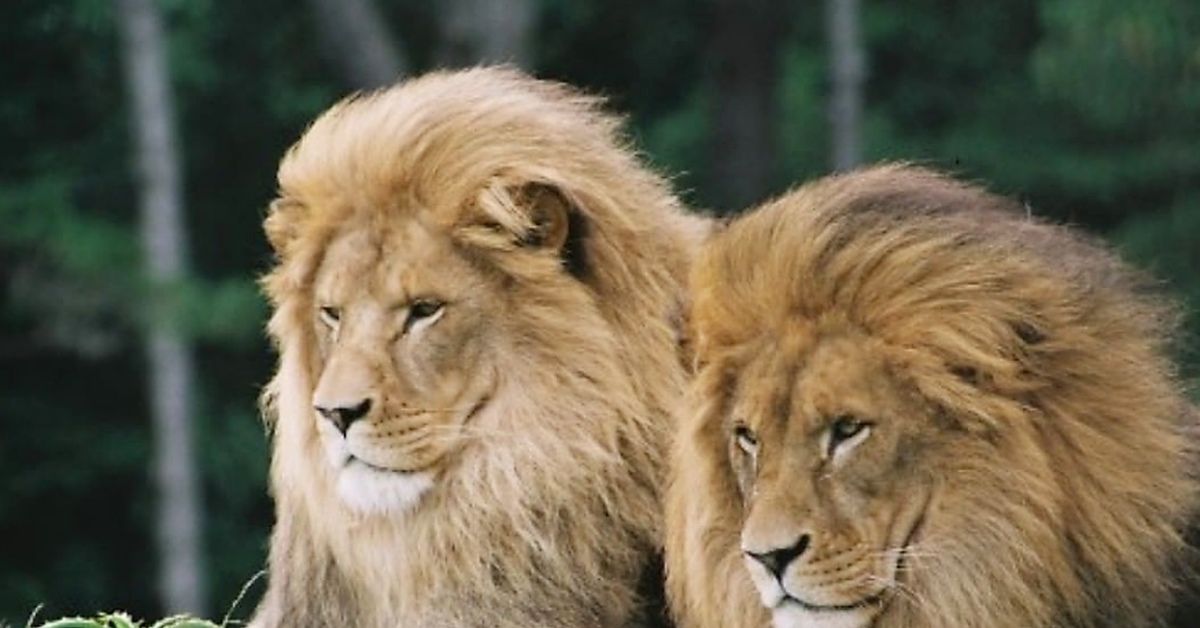 Лев какое семейство. Взрослый Лев. Самый крупный Лев. Прайд. Лев защищает.