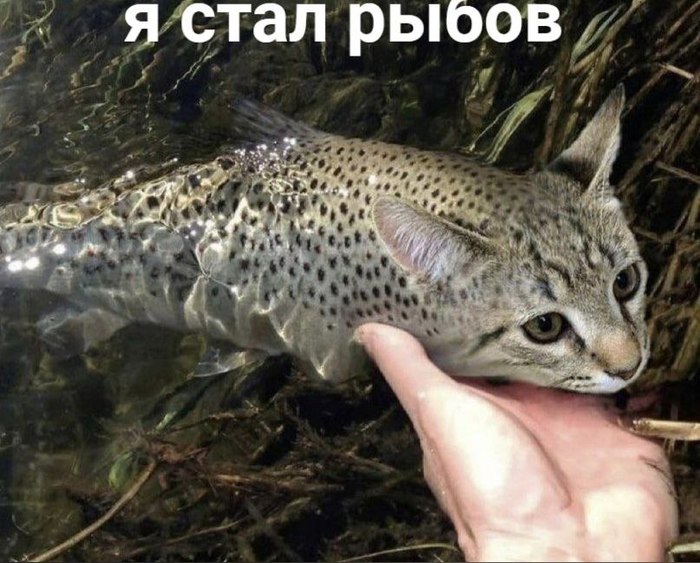 с днем рыбы мем. Смотреть фото с днем рыбы мем. Смотреть картинку с днем рыбы мем. Картинка про с днем рыбы мем. Фото с днем рыбы мем