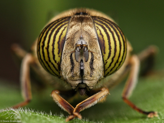  Eristalinus taeniops , , ,  ,  ,  , , 