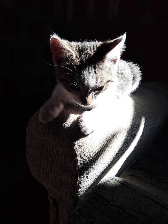 � ��������