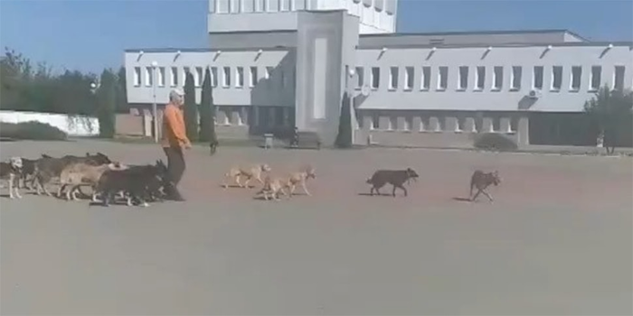 В Марьиной Горке хозяин приюта вывел 50 собак к райисполкому для переговоров