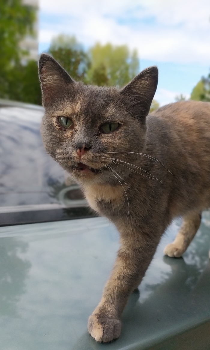 Закаленная улицей голодная морда