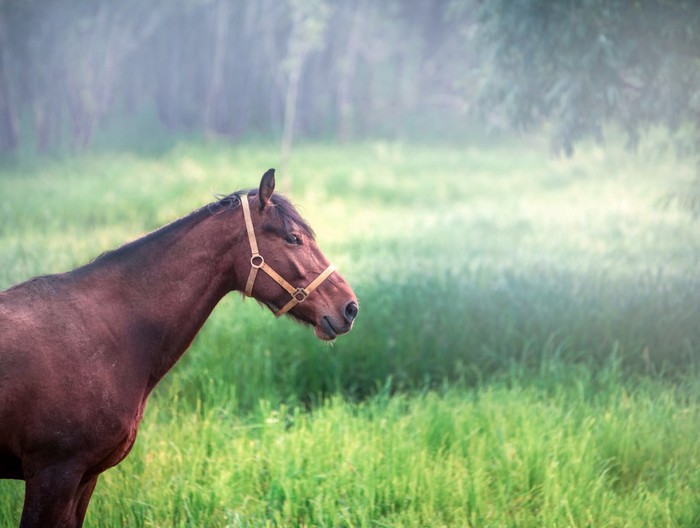 Лошади в утреннем тумане Лошади, Животные, Фотография, Природа, Естественная красота, Туман, Утро, Лонгпост
